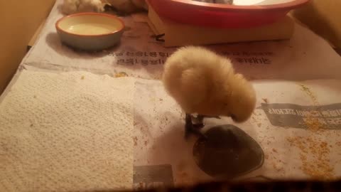 The lovely and cute baby chick is not sleeping!