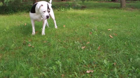 One of her favorite toys is... a walnut.