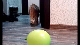 kitten playing with a ball