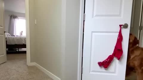 Doggo Well Trained in Art of Fetching Toilet Paper