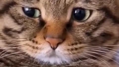 Cute And Funny Cats 😍😍😅😅 #viral #shorts #reels #cat #cats #pets #catsshare