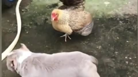 Chicken vs Dog