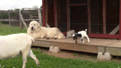 Two little goats - first day out