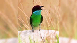 Beautiful little elf-blue-throated hummingbird