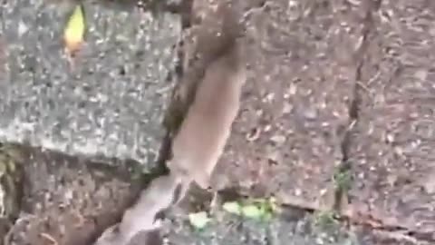 Mom, are we there yet? 👀🐀 Adorable mouse family marches in single file behind mother