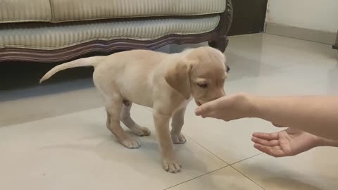 Labrador puppy training