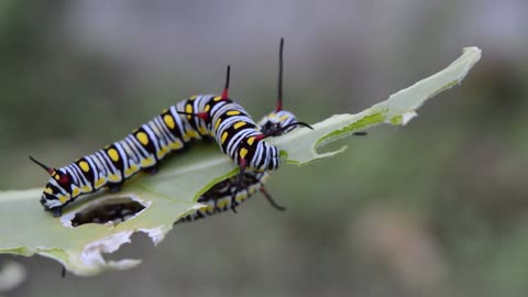 caterpillars eating the leaves