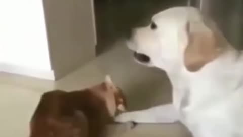 Funny Cat vs Dog Fight