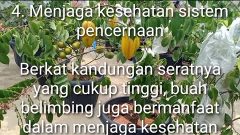 Manfaat buah belimbing bagi kesehatan