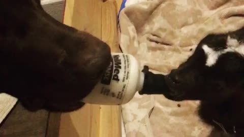 Dog Feeds Baby Goat