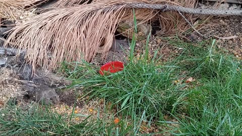 Lil Mama, Fox, Mr.Man Wild Gerbils (Voles)