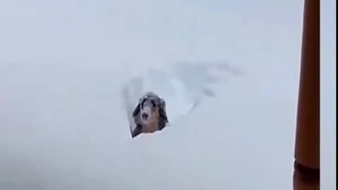 "Pawsicles and Puppy Love: Adorable Dogs Chilling in Ice! 🐾❄️"