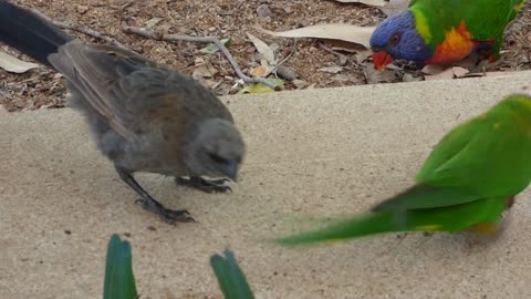 Apostle Bird: A glimpse into the world of rainbow loricots through feathers