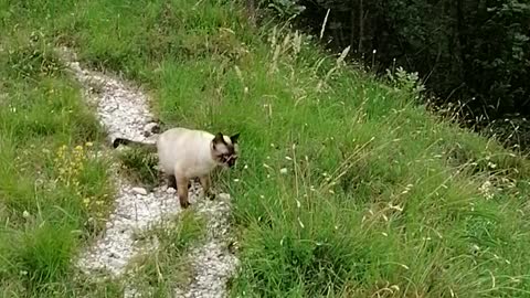 The curious cat in the middle of the grass