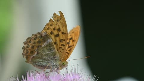 Most Beautiful Butterflies on Earth