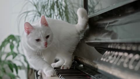 Cute Lazy Cats, Cute plain white cat