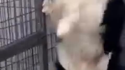 Funny dog video