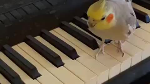 Funny parrot plays piano