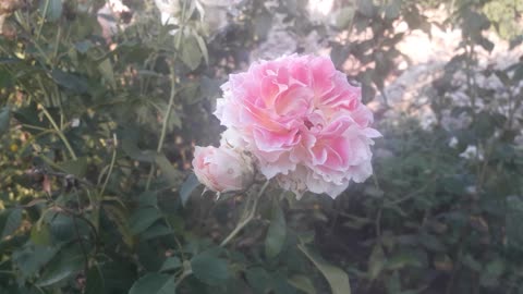 Beautiful rose