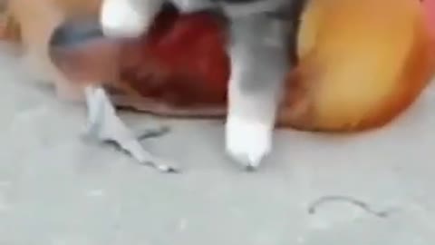 Chicken VS Dog Fight - Funny Dog Fight Compilation