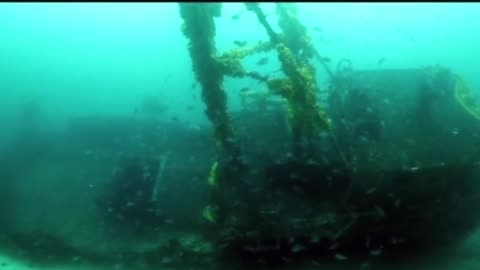 Diving Seal Underwater