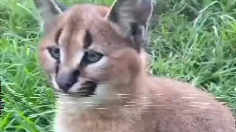 A cat moving its ears in circles