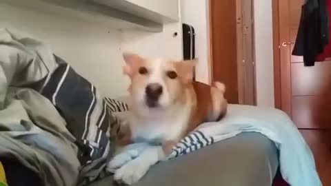 very funny singing dog. cool. something bizarre.