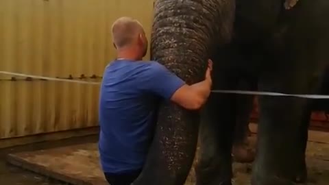 elephant raises me