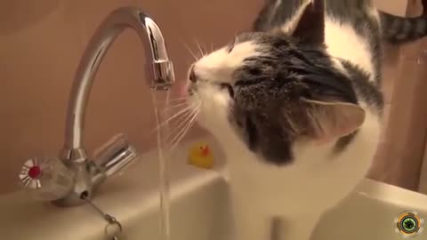 Funny cat drinking water tap