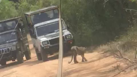 Leopard Cross the road in yala National park|#yalanationalpark #fyp #fypシ #shorts #leopard #world