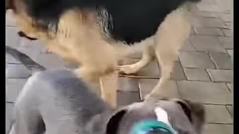 Dog Funny Comedy And Fighting