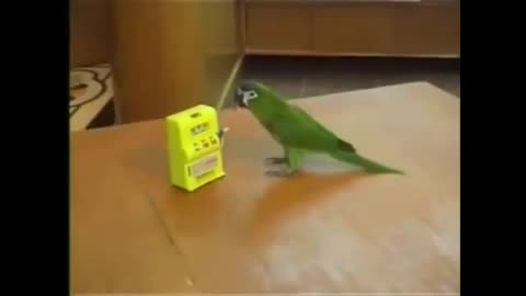 Funny Parrots , parrots funny.