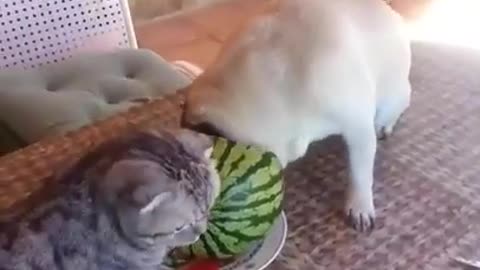 Viral Video Pug and cat love watermelon