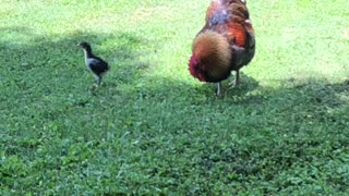 Little Chick vs Big Rooster