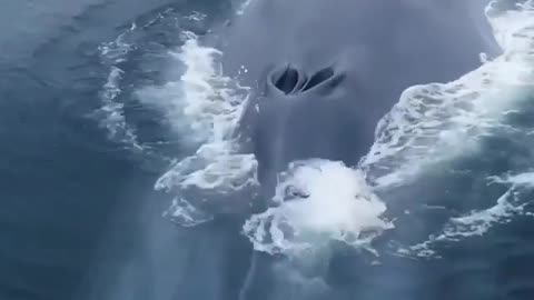 A rare spectacle of whales coming out of the water.