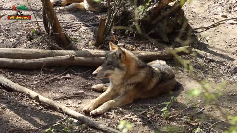 Wolves Feeding