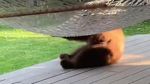 Bear Cub Has Fun with Hammock