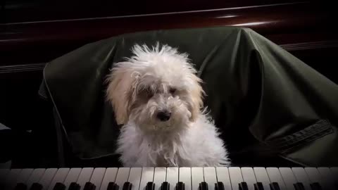 Toy Poodle Cute Animals Piano