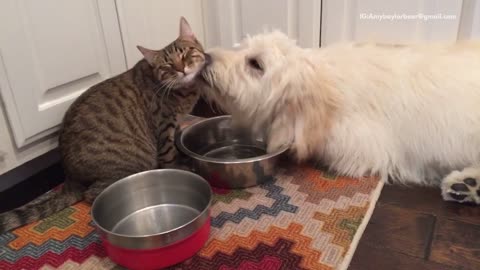 White dog licking cat constantly in slow motion