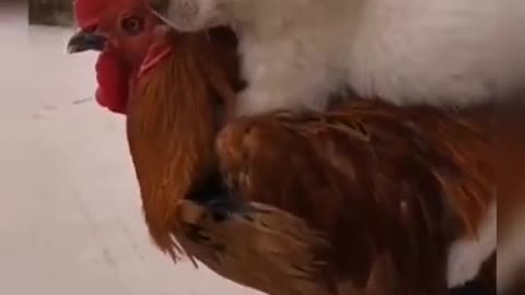 dog and hen||very nice friendship.unny funny animals,comedy, funny video