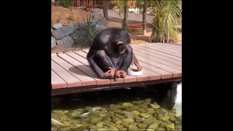 Funny Chimpanzee