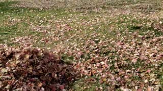 My daughter jumping into leaves