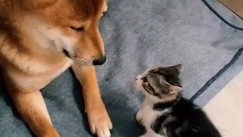 A dog flirting with a cat