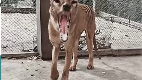 Footage of last known Tasmanian tiger released in colour