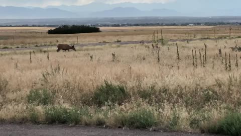 Elk Walks In Denver, Colorado