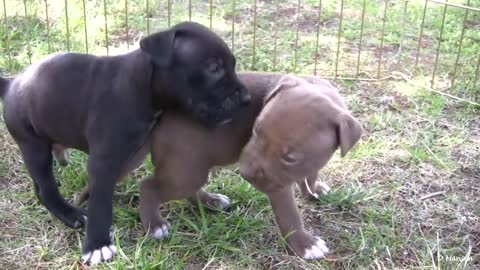 Pit Bull Growls @ Her Puppies