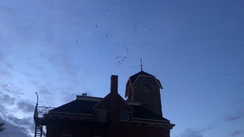 Chimney Swifts inBathurst New Brunswick