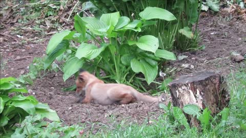 Red fox cubs playing 4