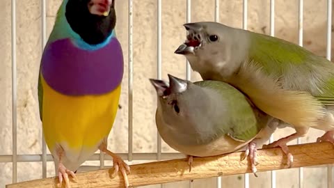 gouldian finches #birds #bird #nature