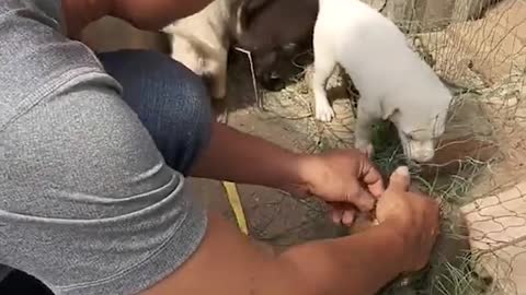 Man Rescues Poor Puppy Trapped in Net